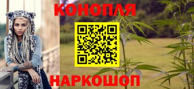 шишки Гай